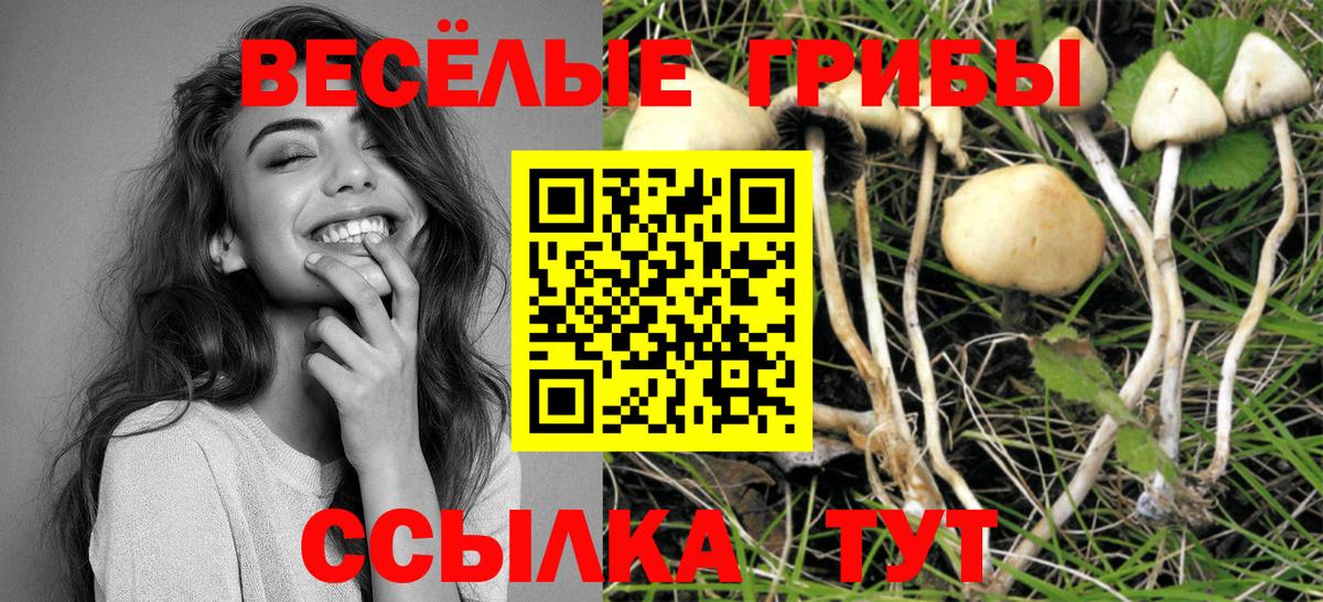 Галлюциногенные грибы Psilocybe Донской